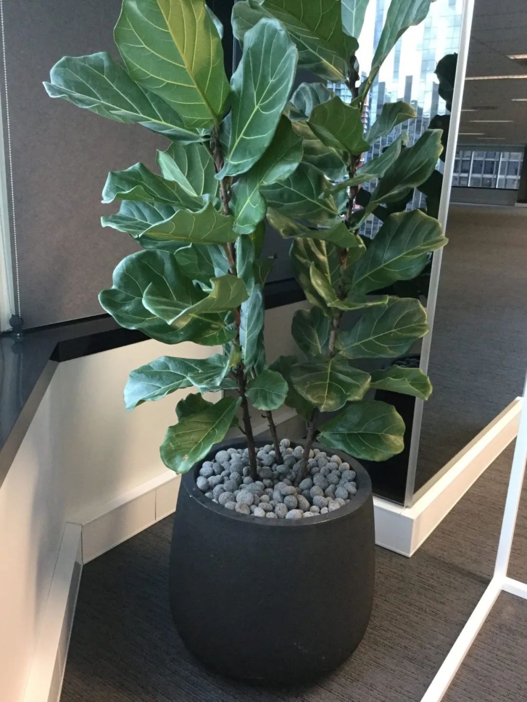 9 cây cảnh có kích thước lớn, có ý nghĩa phong thủy thịnh vượng, thích hợp làm tâm điểm trong nhà - Ảnh 2. 9 cây cảnh có kích thước lớn, có ý nghĩa phong thủy thịnh vượng, thích hợp làm tâm điểm trong nhà - Ảnh 2.