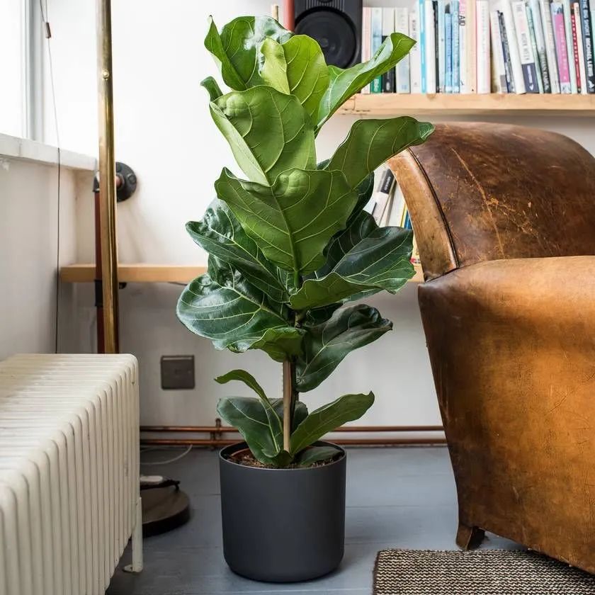 9 cây cảnh có kích thước lớn, có ý nghĩa phong thủy thịnh vượng, thích hợp làm tâm điểm trong nhà - Ảnh 3. 9 cây cảnh có kích thước lớn, có ý nghĩa phong thủy thịnh vượng, thích hợp làm tâm điểm trong nhà - Ảnh 3.