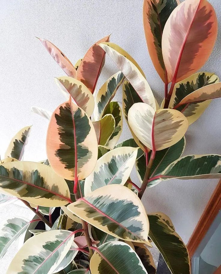 9 cây cảnh có kích thước lớn, có ý nghĩa phong thủy thịnh vượng, thích hợp làm tâm điểm trong nhà - Ảnh 4. 9 cây cảnh có kích thước lớn, có ý nghĩa phong thủy thịnh vượng, thích hợp làm tâm điểm trong nhà - Ảnh 4.