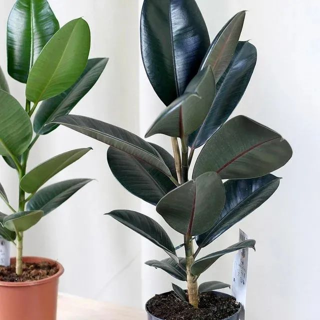 9 cây cảnh có kích thước lớn, có ý nghĩa phong thủy thịnh vượng, thích hợp làm tâm điểm trong nhà - Ảnh 5. 9 cây cảnh có kích thước lớn, có ý nghĩa phong thủy thịnh vượng, thích hợp làm tâm điểm trong nhà - Ảnh 5.