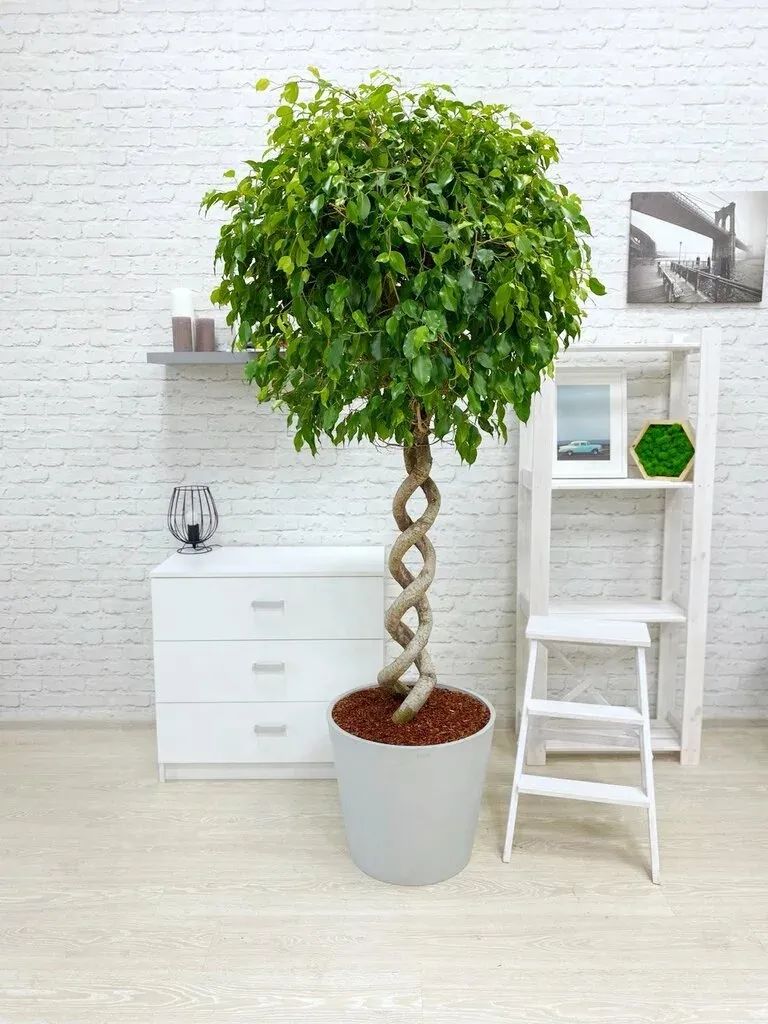 9 cây cảnh có kích thước lớn, có ý nghĩa phong thủy thịnh vượng, thích hợp làm tâm điểm trong nhà - Ảnh 6. 9 cây cảnh có kích thước lớn, có ý nghĩa phong thủy thịnh vượng, thích hợp làm tâm điểm trong nhà - Ảnh 6.