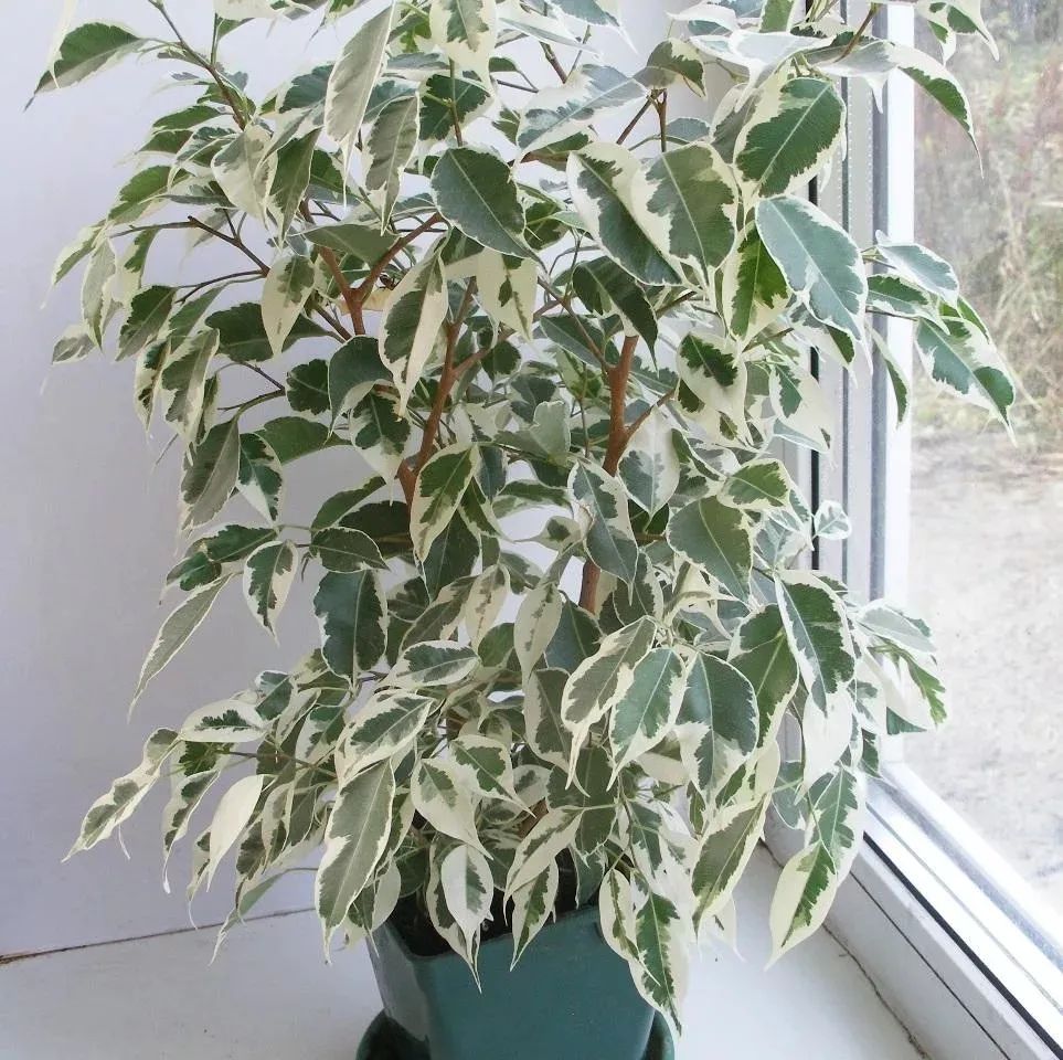 9 cây cảnh có kích thước lớn, có ý nghĩa phong thủy thịnh vượng, thích hợp làm tâm điểm trong nhà - Ảnh 7. 9 cây cảnh có kích thước lớn, có ý nghĩa phong thủy thịnh vượng, thích hợp làm tâm điểm trong nhà - Ảnh 7.