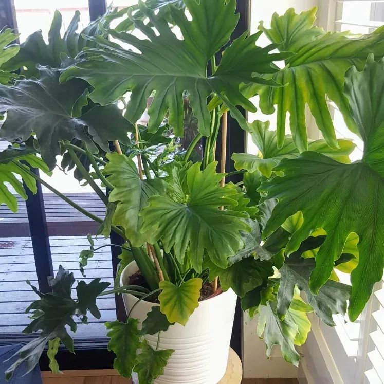 9 cây cảnh có kích thước lớn, có ý nghĩa phong thủy thịnh vượng, thích hợp làm tâm điểm trong nhà - Ảnh 8. 9 cây cảnh có kích thước lớn, có ý nghĩa phong thủy thịnh vượng, thích hợp làm tâm điểm trong nhà - Ảnh 8.