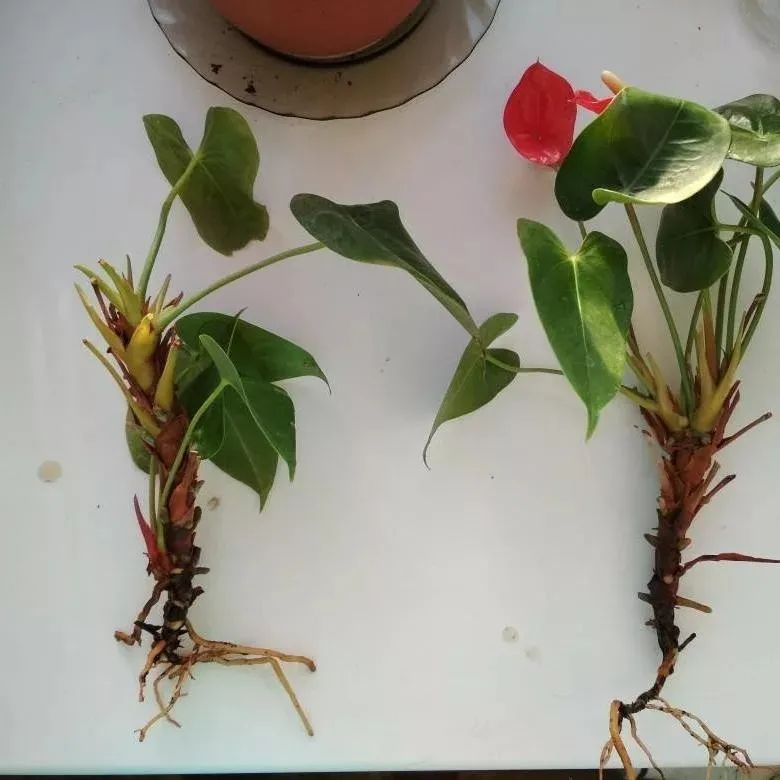 Muốn cây cảnh hồng môn tươi tốt nhất định nắm chắc 9 bí quyết này - Ảnh 10.