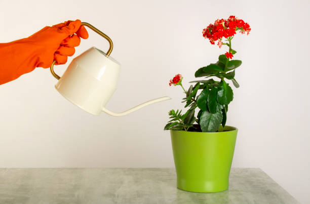 Bí quyết chăm sóc cây cảnh sống đời, giúp chúng nở hoa rực rỡ trong dịp Tết Nhâm Dần 2022 - Ảnh 4.