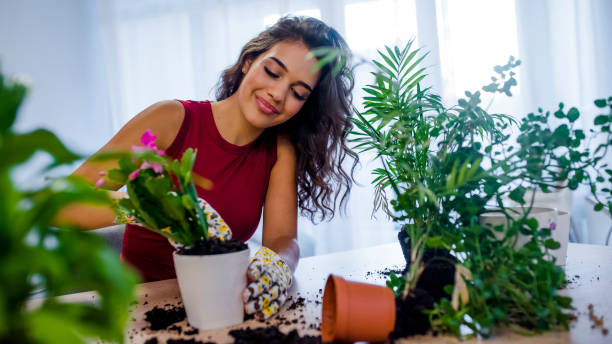 Cây cảnh trong nhà không mọc được lá mới, nguyên nhân chắc chắn do 5 điều này - Ảnh 9.