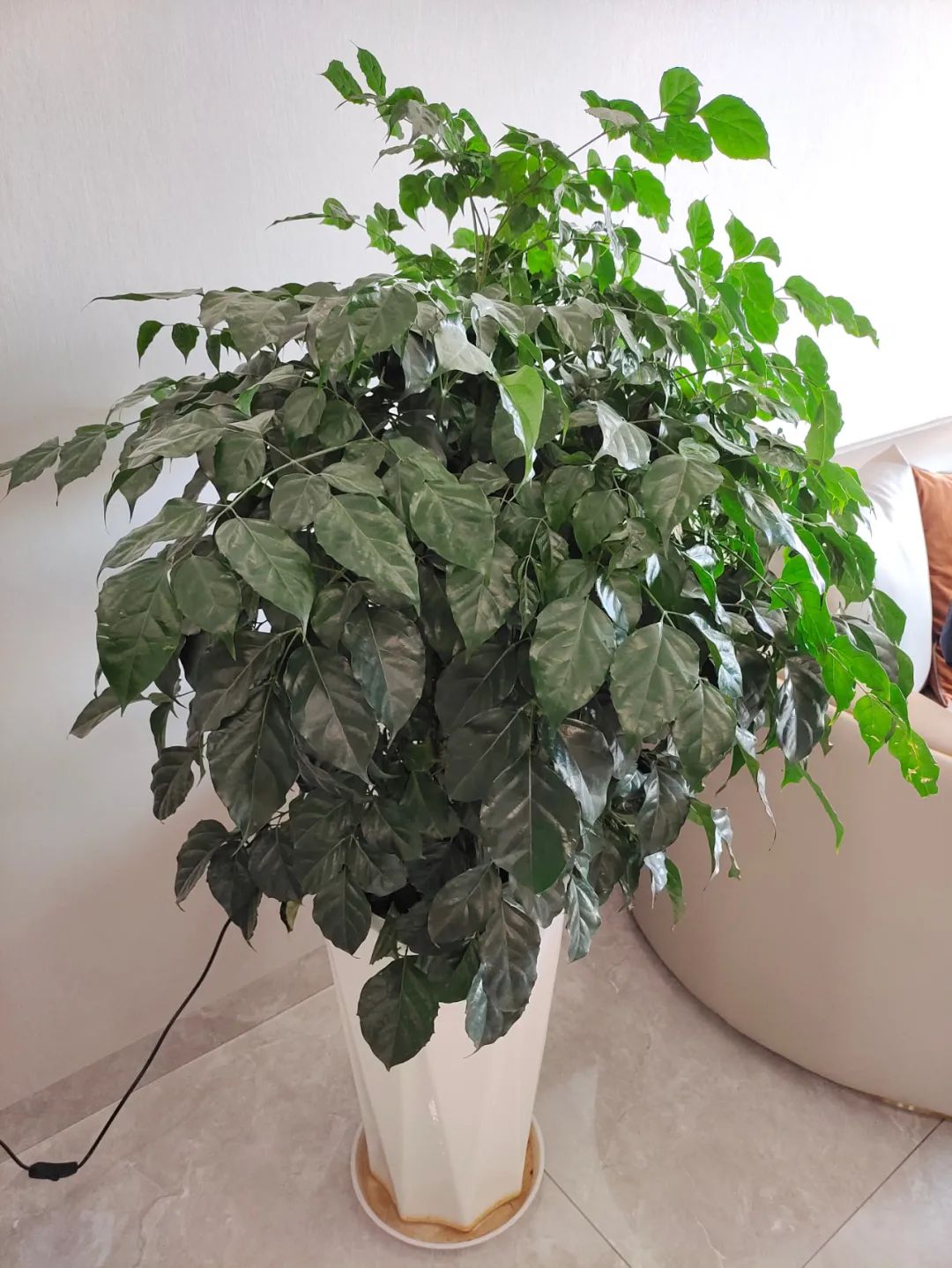 Cây cảnh trong nhà không mọc được lá mới, nguyên nhân chắc chắn do 5 điều này - Ảnh 2.