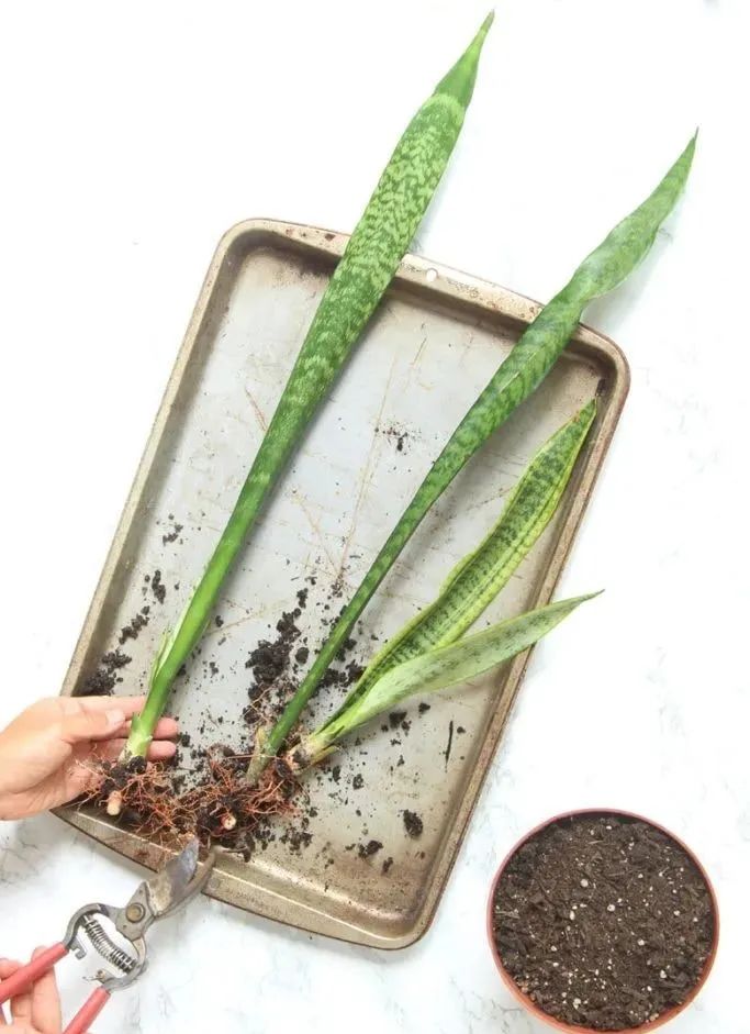 Nhân giống cây cảnh lưỡi hổ bằng cấy đất và thủy canh, nhìn chồi nhỏ mọc lên rất dễ thương - Ảnh 2.