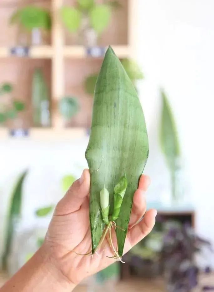 Nhân giống cây cảnh lưỡi hổ bằng cấy đất và thủy canh, nhìn chồi nhỏ mọc lên rất dễ thương - Ảnh 6.