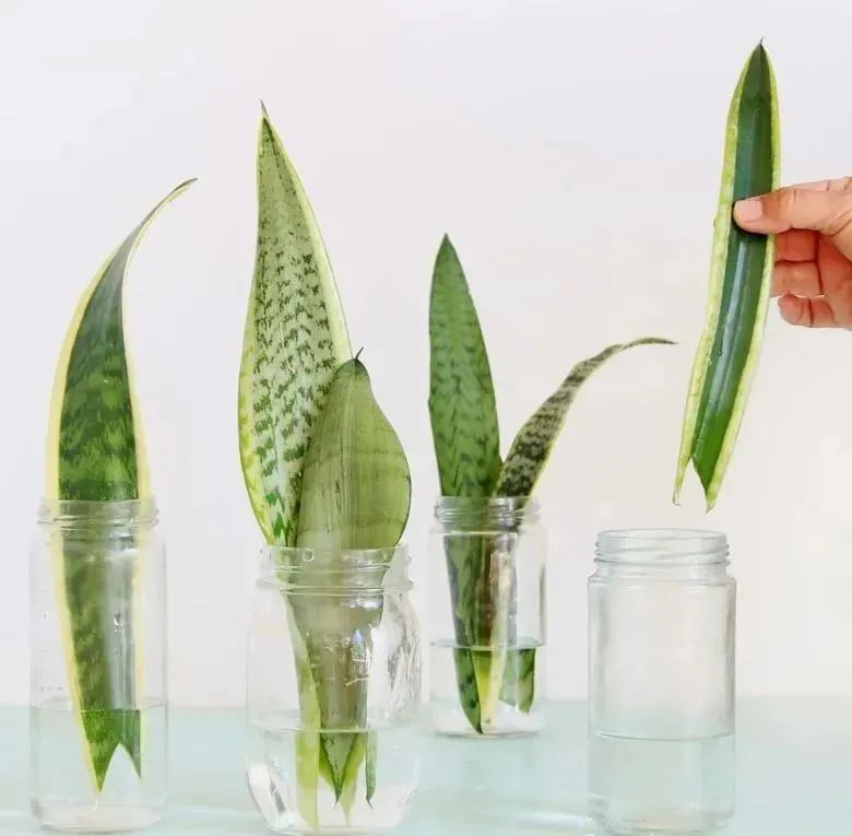 Nhân giống cây cảnh lưỡi hổ bằng cấy đất và thủy canh, nhìn chồi nhỏ mọc lên rất dễ thương - Ảnh 4.