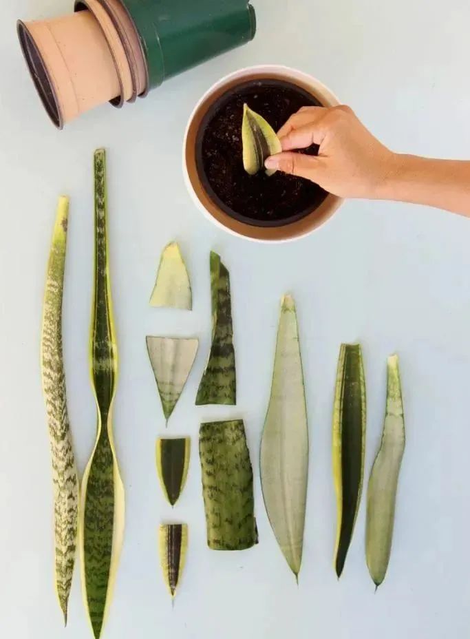 Nhân giống cây cảnh lưỡi hổ bằng cấy đất và thủy canh, nhìn chồi nhỏ mọc lên rất dễ thương - Ảnh 8.