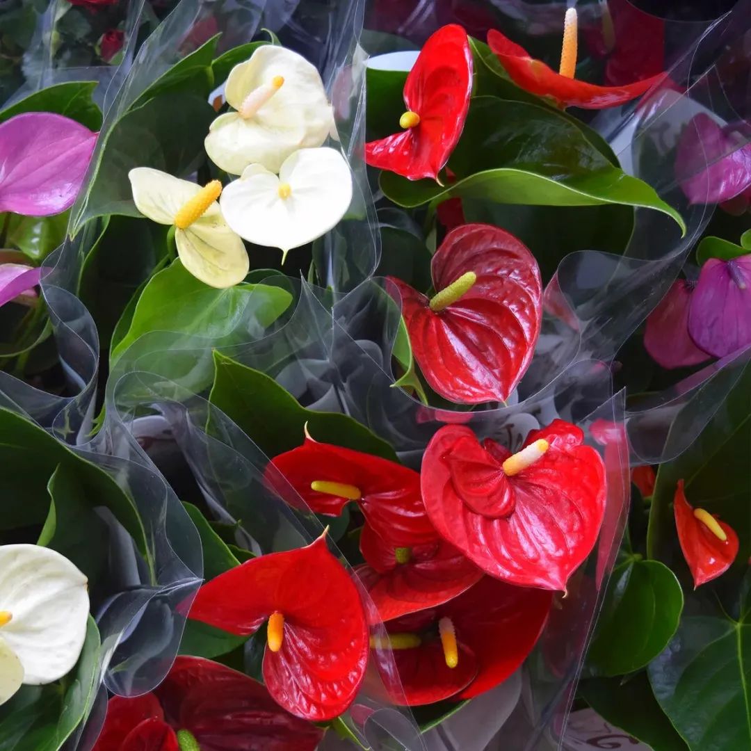 8 cây cảnh tuyệt đẹp thuộc chi Hồng môn, có loại chắc chắn bạn chưa biết.  - Ảnh 1.