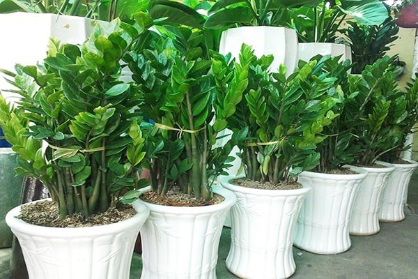 Nuôi cây kim tiền nắm được 3 điểm này thì cành lá xum xuê, gọi tài lộc vào nhà - Ảnh 1.