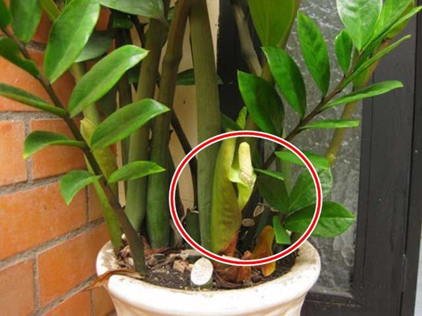 Nuôi cây kim tiền nắm được 3 điểm này thì cành lá xum xuê, gọi tài lộc vào nhà - Ảnh 3.