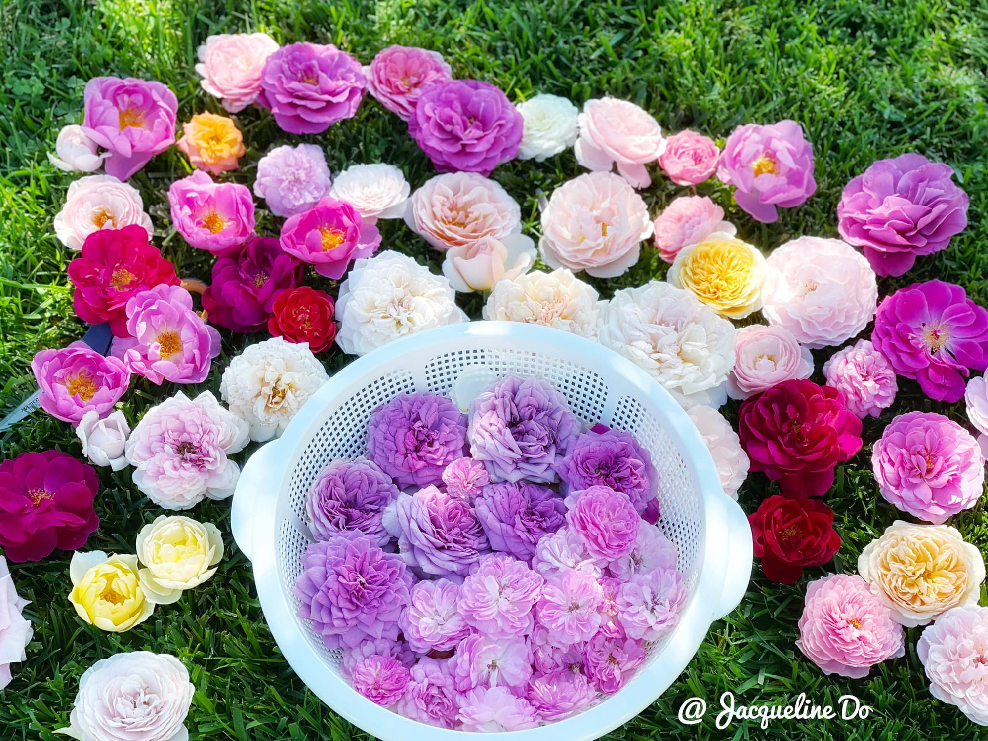 Ngẩn ngơ ngắm vườn hồng đẹp như cổ tích của mẹ Việt ở Mỹ - Ảnh 10. Ngẩn ngơ ngắm vườn hồng đẹp như cổ tích của mẹ Việt ở Mỹ - Ảnh 10.