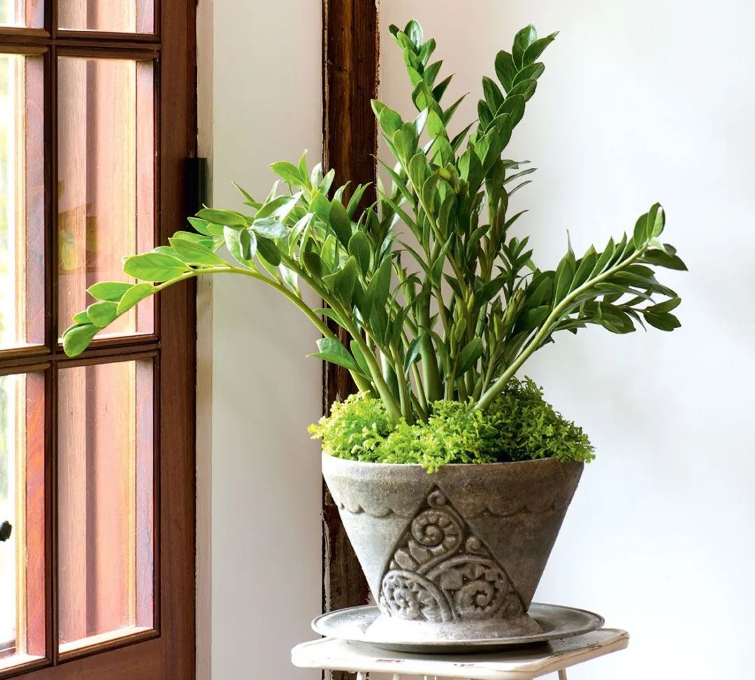 Tưới nước cho cây cảnh là một nghệ thuật, 11 chú ý khi tưới nước cho cây cảnh - Ảnh 7.
