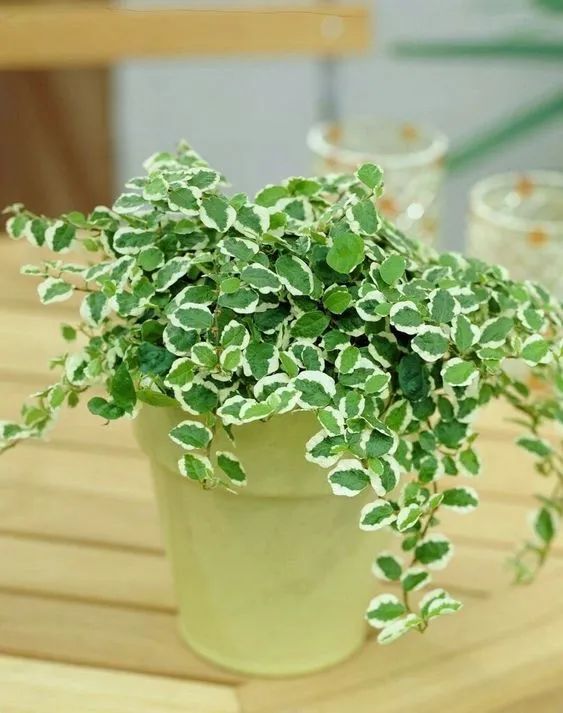 6 cây cảnh có lá cẩm thạch tuyệt đẹp, không dễ trồng nhưng đáng giá - Ảnh 3.