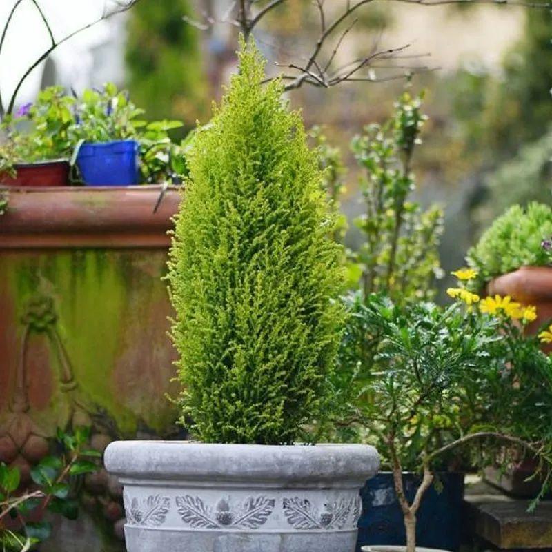 Cây cảnh này giúp cả nhà thơm ngát, còn mang Giáng sinh đến sớm - Ảnh 1.