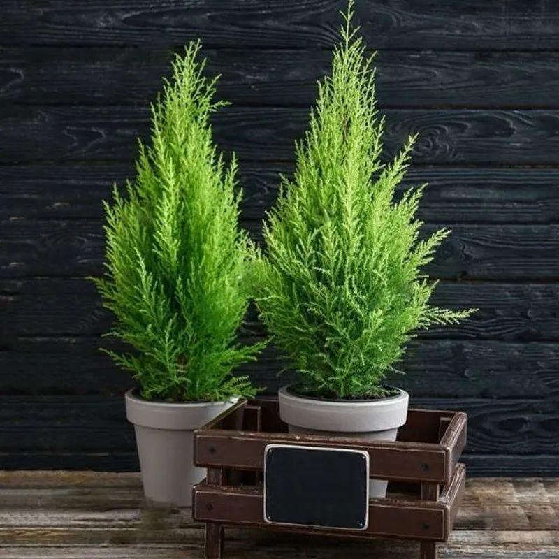 Cây cảnh này giúp cả nhà thơm ngát, còn mang Giáng sinh đến sớm - Ảnh 2.