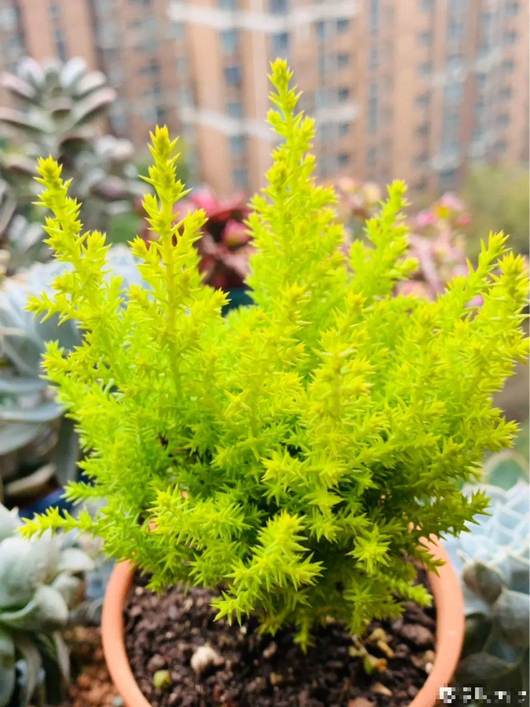 Cây cảnh này giúp cả nhà thơm ngát, còn mang Giáng sinh đến sớm - Ảnh 3.