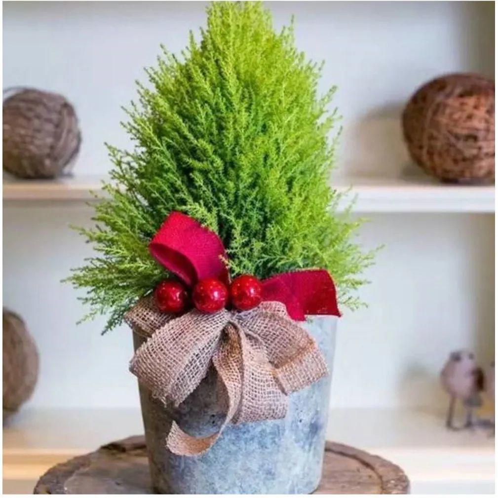 Cây cảnh này giúp cả nhà thơm ngát, còn mang Giáng sinh đến sớm - Ảnh 4.