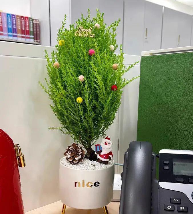 Cây cảnh này giúp cả nhà thơm ngát, còn mang Giáng sinh đến sớm - Ảnh 6.