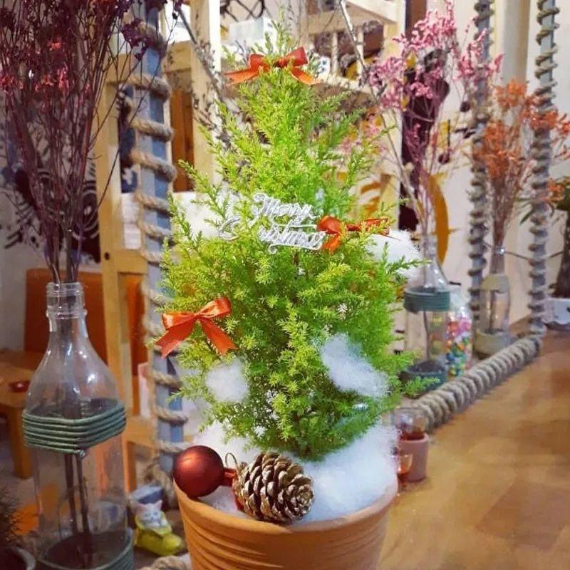 Muốn có cây thông Noel nhưng nhà chật, hãy mua ngay cây cảnh thơm ngát này - Ảnh 7.