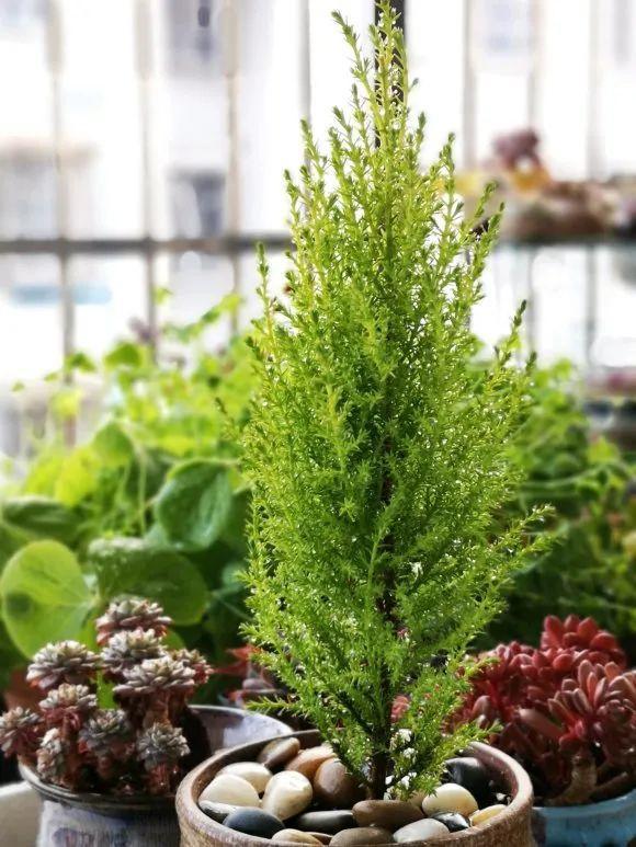 Muốn có cây thông Noel nhưng nhà chật, hãy mua ngay cây cảnh thơm ngát này - Ảnh 8.