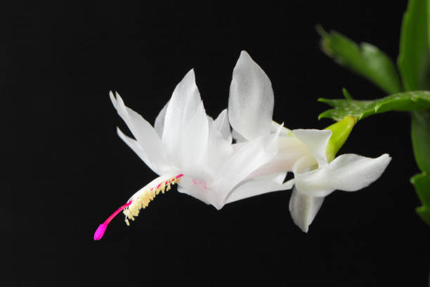 Cây cảnh lan càng cua bị thối thân, thối lá, đích thị là do 5 nguyên nhân này - Ảnh 6.