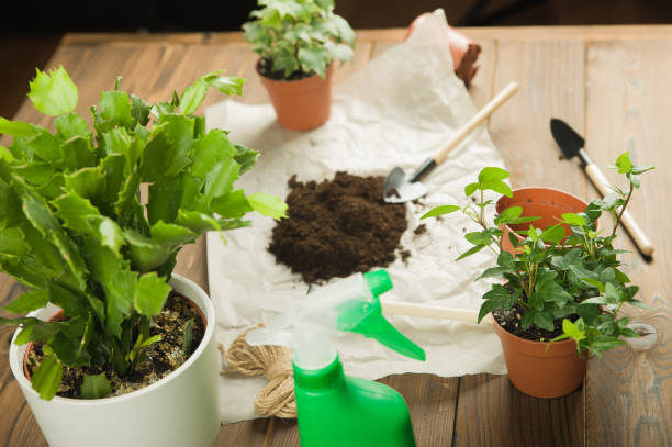 Cây cảnh lan càng cua bị thối thân, thối lá, đích thị là do 5 nguyên nhân này - Ảnh 2.