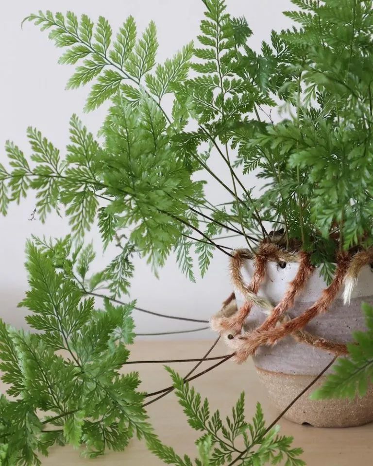 Trồng cây cảnh dương xỉ này trên bệ cửa sổ phòng tắm, lá và thân rễ mọc điên cuồng - Ảnh 1. Trồng cây cảnh dương xỉ này trên bệ cửa sổ phòng tắm, lá và thân rễ mọc điên cuồng - Ảnh 1.