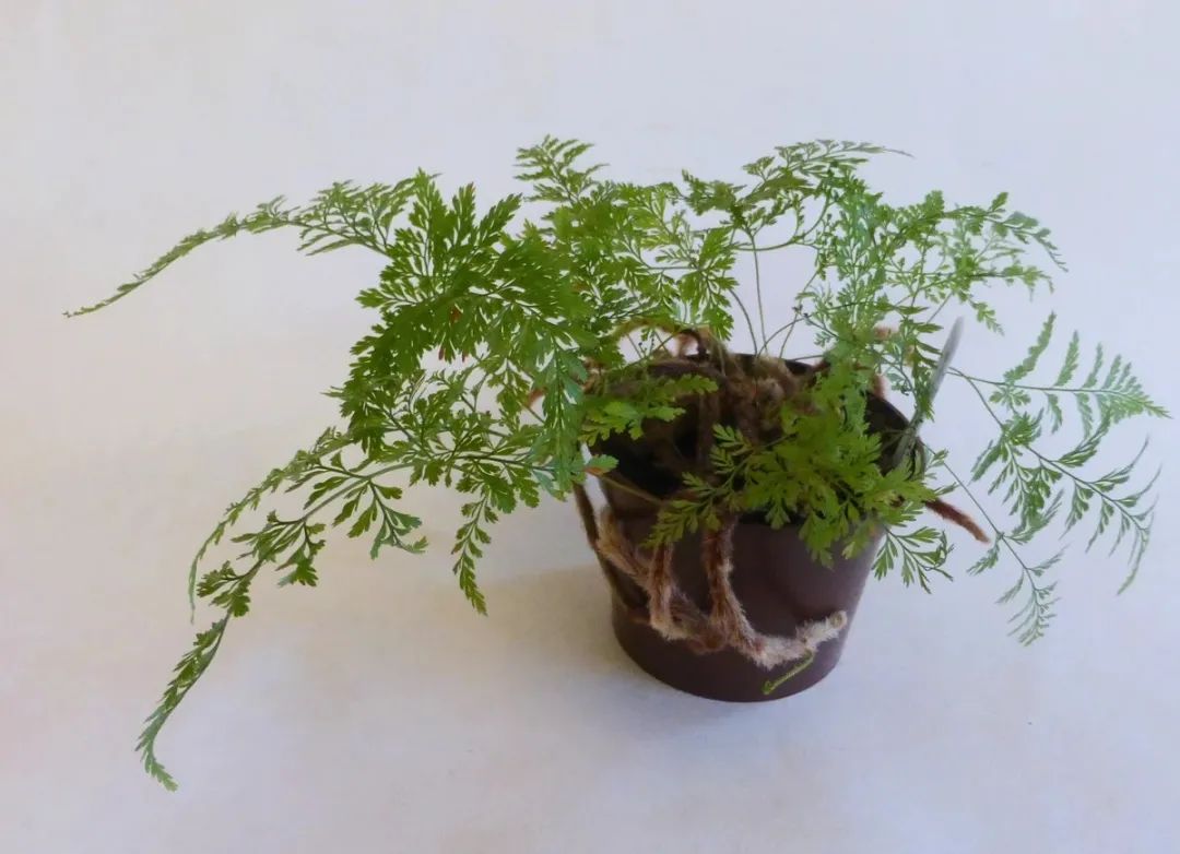 Trồng cây cảnh dương xỉ này trên bệ cửa sổ phòng tắm, lá và thân rễ mọc điên cuồng - Ảnh 3. Trồng cây cảnh dương xỉ này trên bệ cửa sổ phòng tắm, lá và thân rễ mọc điên cuồng - Ảnh 3.