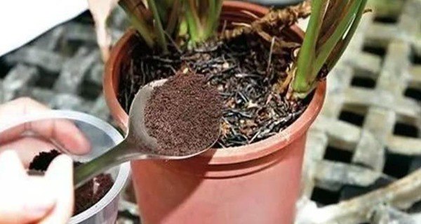 Không cần nước vo gạo, cứ 7 ngày bón bột này một lần hoa sẽ nở đầy cây - Ảnh 1. Không cần nước vo gạo, cứ 7 ngày bón bột này một lần hoa sẽ nở đầy cây - Ảnh 1.