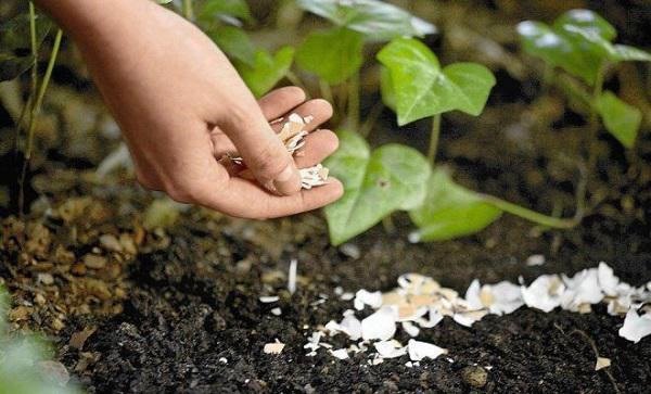Không cần nước vo gạo, cứ 7 ngày bón bột này một lần hoa sẽ nở đầy cây - Ảnh 4. Không cần nước vo gạo, cứ 7 ngày bón bột này một lần hoa sẽ nở đầy cây - Ảnh 4.