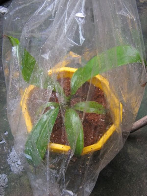 Mùa đông nên tưới cây nước ấm, dùng thêm loại thần dược này cây luôn xanh tốt, ra hoa đều - Ảnh 2.