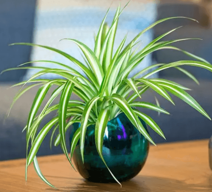 Năm 2022 nên có 5 loại cây dễ trồng này, giúp lọc khí độc hại, mang lại vận may - Ảnh 2.