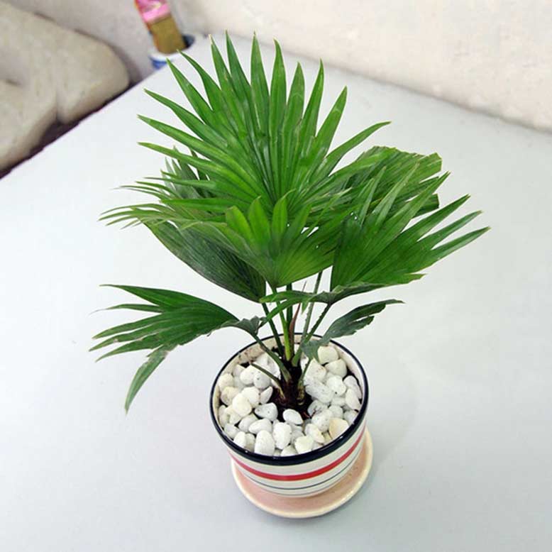 Năm 2022 nên có 5 loại cây dễ trồng này, giúp lọc khí độc hại, mang lại vận may - Ảnh 3.