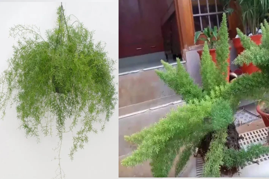 7 loại cây cảnh thích hợp trồng ở ban công hướng Bắc, ngắm lá xanh tươi đã mắt - Ảnh 1.