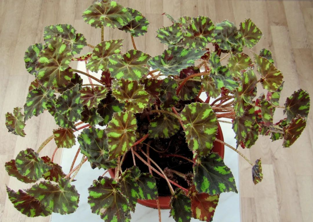 7 loại cây cảnh thích hợp trồng ở ban công hướng Bắc, ngắm lá xanh tươi đã mắt - Ảnh 3.