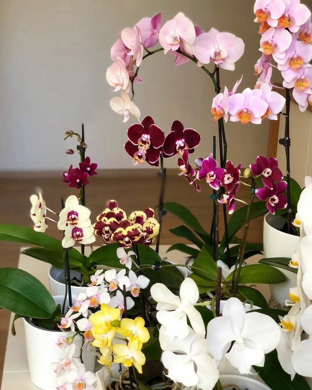 7 loại cây cảnh thích hợp trồng ở ban công hướng Bắc, ngắm lá xanh tươi đã mắt - Ảnh 7.