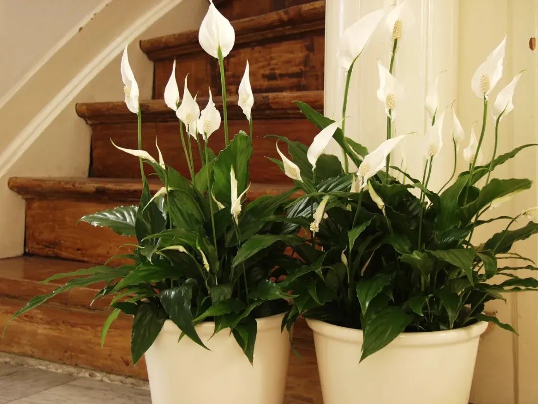 7 loại cây cảnh thích hợp trồng ở ban công hướng Bắc, ngắm lá xanh tươi đã mắt - Ảnh 8.