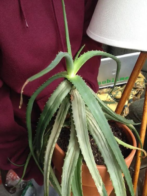 5 chú ý tưới nước cho cây cảnh vào mùa đông, nhất định không được tưới vào thời điểm này - Ảnh 3.