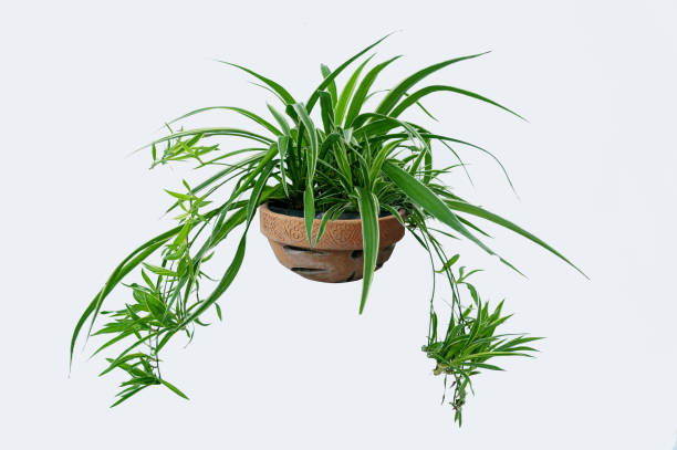 Mùa đông hanh khô, đặt cây cảnh này trong phòng sẽ giống như có máy tạo độ ẩm - Ảnh 2.