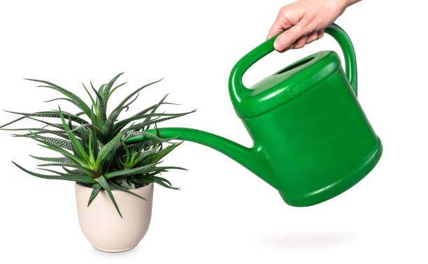 7 cây cảnh ngụ ý phú quý, sống lâu hơn con người, trồng một cây trước nhà làm vật gia truyền - Ảnh 2. 7 cây cảnh ngụ ý phú quý, sống lâu hơn con người, trồng một cây trước nhà làm vật gia truyền - Ảnh 2.