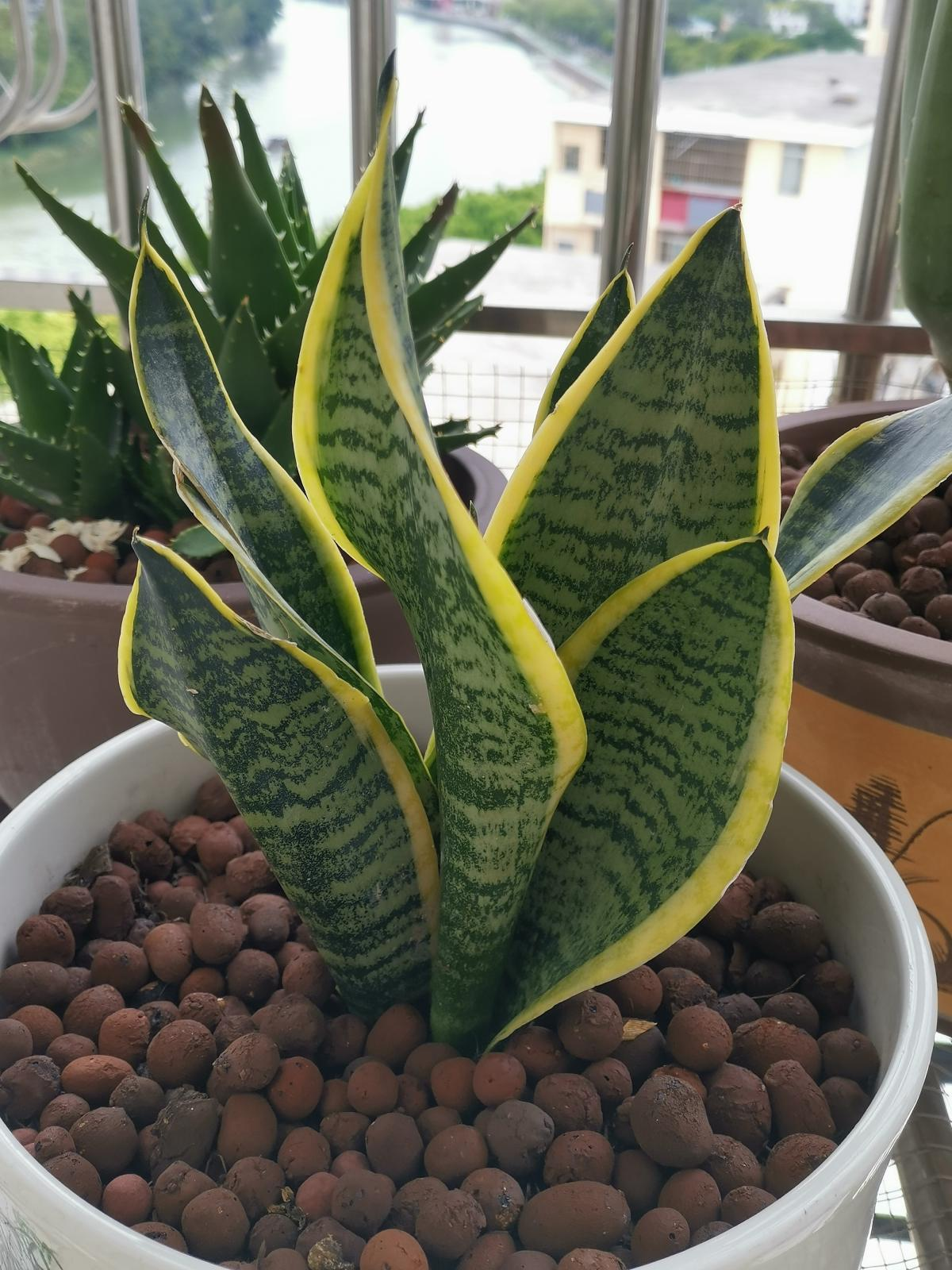 Trồng 4 cây cảnh có tác dụng "thôi miên" này, đảm bảo ngủ sâu, sáng ra tràn đầy năng lượng - Ảnh 3.