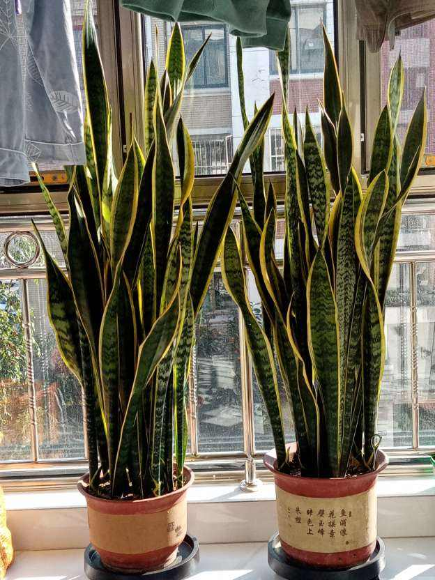 Trồng 4 cây cảnh có tác dụng "thôi miên" này, đảm bảo ngủ sâu, sáng ra tràn đầy năng lượng - Ảnh 2.