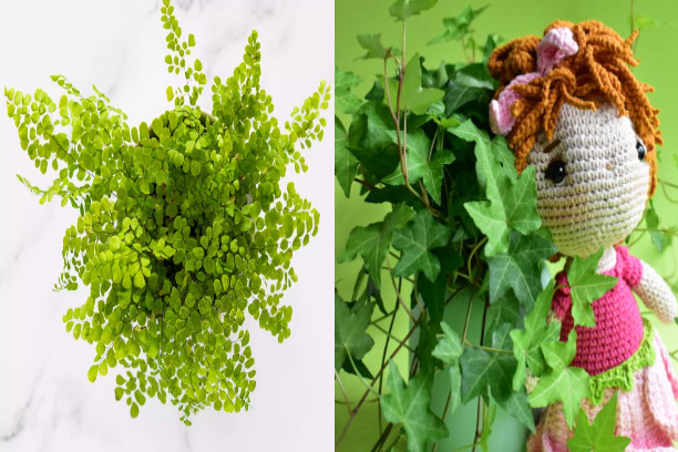 Trồng 4 cây cảnh có tác dụng "thôi miên" này, đảm bảo ngủ sâu, sáng ra tràn đầy năng lượng - Ảnh 1.