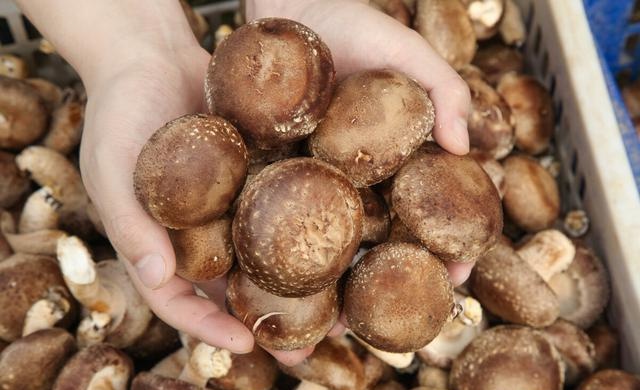 Chỉ rửa nấm hương với nước chẳng khác gì ăn trứng côn trùng, dùng thứ này chất bẩn trôi hết - Ảnh 1. Chỉ rửa nấm hương với nước chẳng khác gì ăn trứng côn trùng, dùng thứ này chất bẩn trôi hết - Ảnh 1.