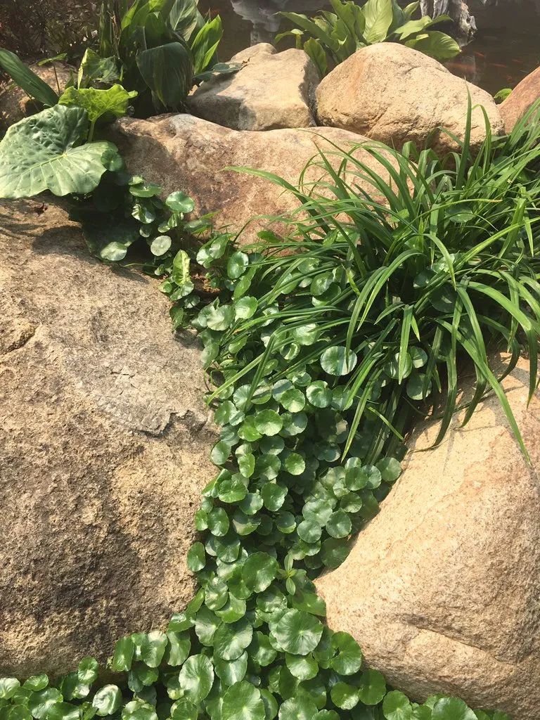 3 cây cảnh mini như "chị em sinh ba" vô cùng xinh đẹp, dễ thương, thích hợp để bàn - Ảnh 2.