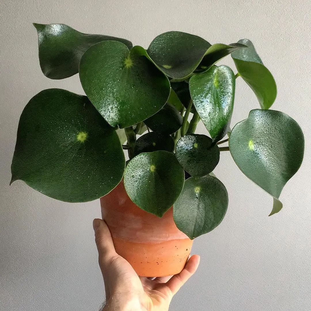 3 cây cảnh mini như "chị em sinh ba" vô cùng xinh đẹp, dễ thương, thích hợp để bàn - Ảnh 7.